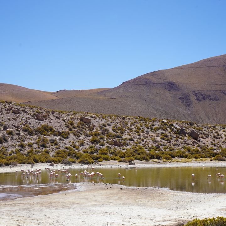 Flamingos, Atacama